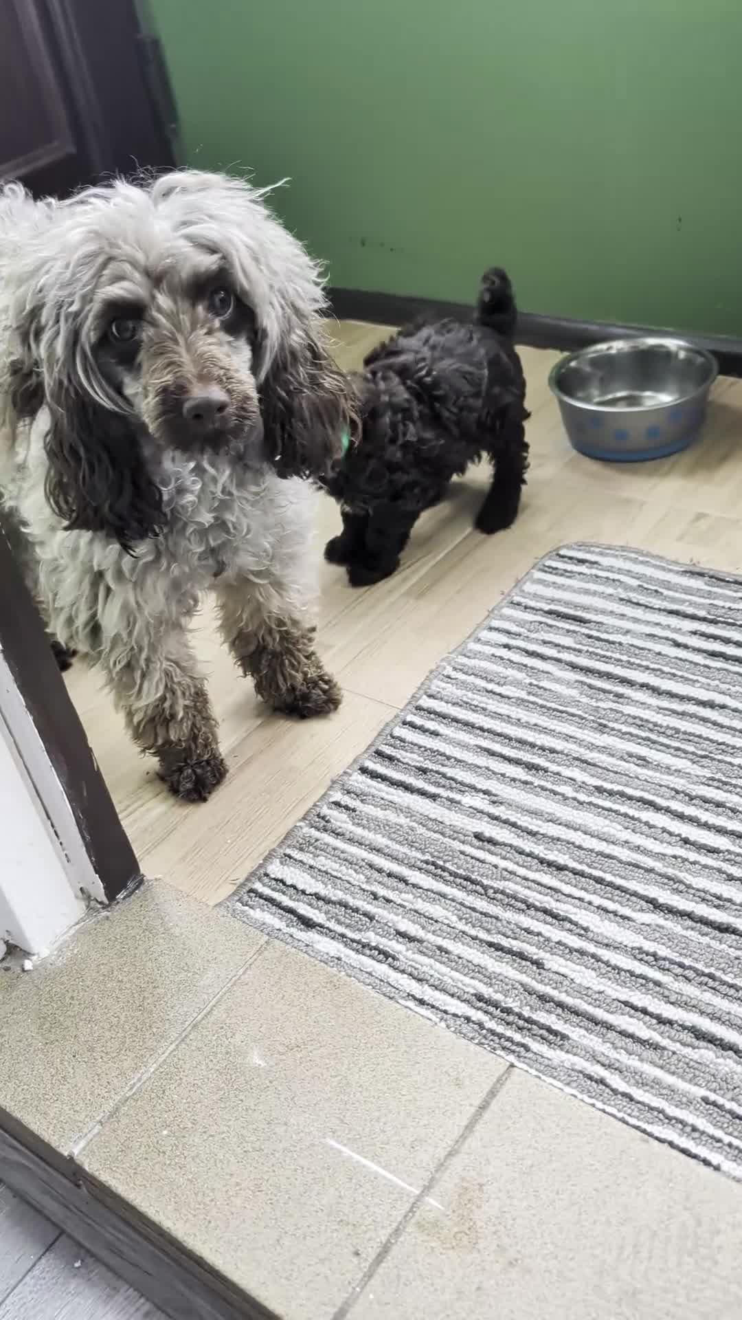 Toy Poodle dogs for sale: For sale Toy poodle puppies  - Video 2