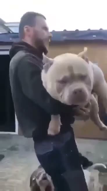 American Bully dogs for sale: Female American Bully pocket for sale - Video 3