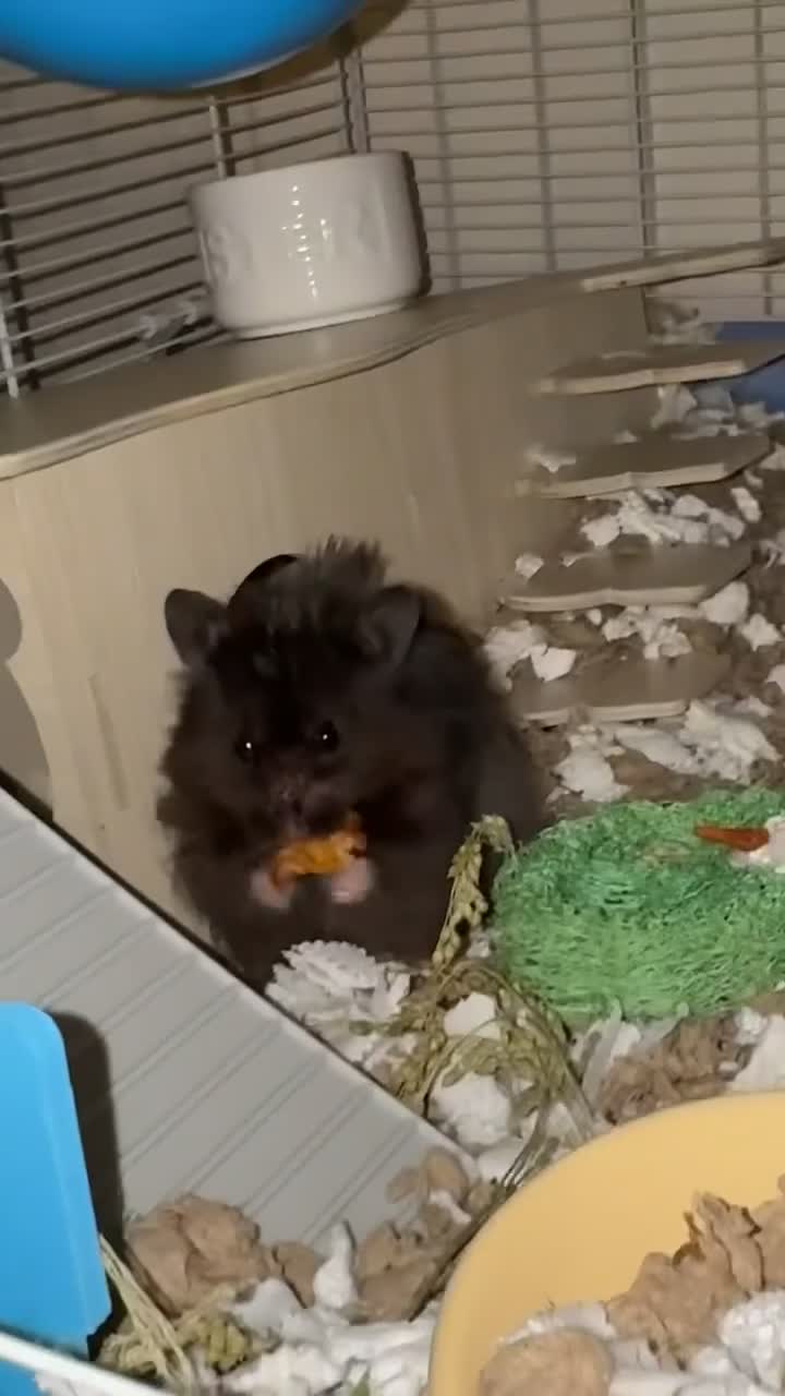 Hamster rodents for sale: Male Longhaired Syrian Hamster - Video 1