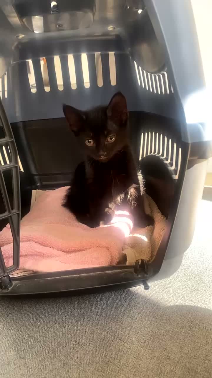 British Shorthair cats for sale: Adorable 9-Week Old Kitten Playful & Affectionate in London - Video 1