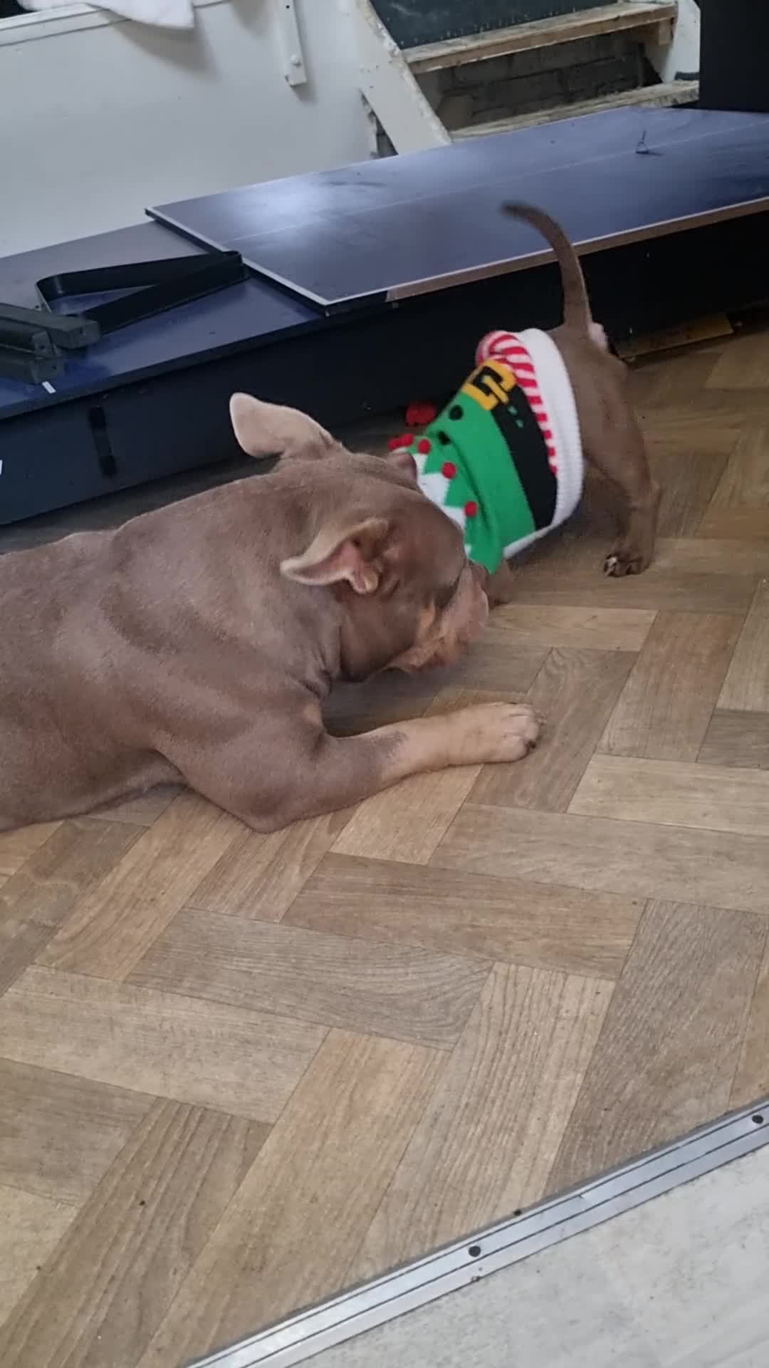 American Bully dogs for sale: Lovely pocket bully pup - Video 1