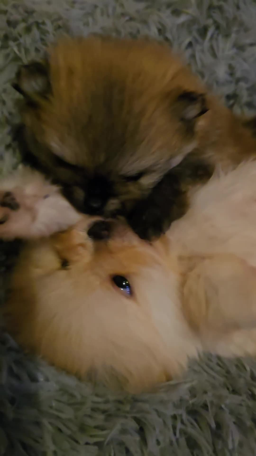 Pomeranian dogs for sale: GEORGEUS LOVELY POMERANIAN PUPPY'S 🐶07587756229🐶 - Video 1
