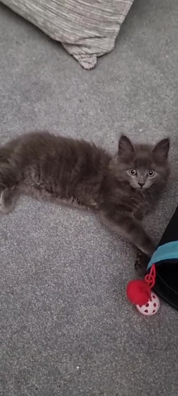 Mixed Breed cats for sale: Loving kittens for sale - Video 2