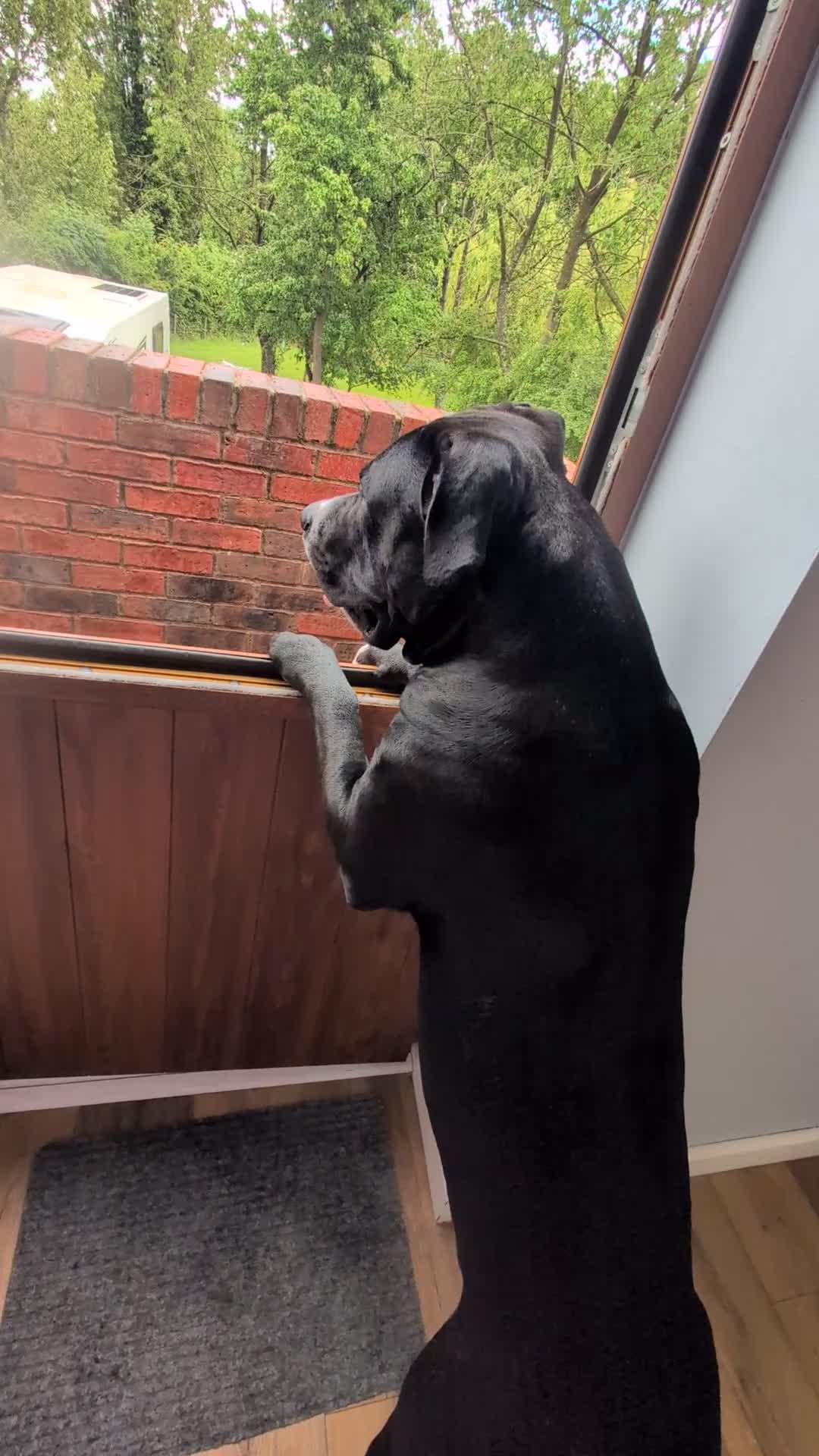 Mixed Breed dogs for sale: 16 month old gorgeous presa canario cross  - Video 1
