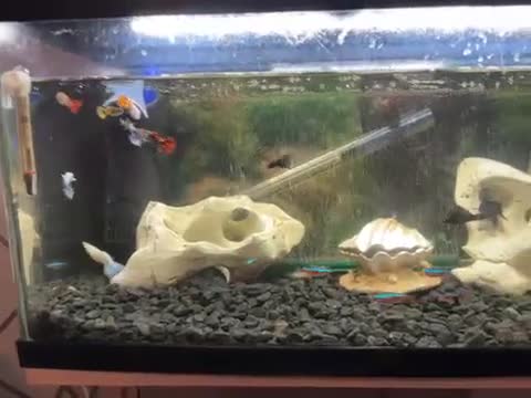 Live Bearers fish for sale: Full tank set up in Doncaster - Video 1