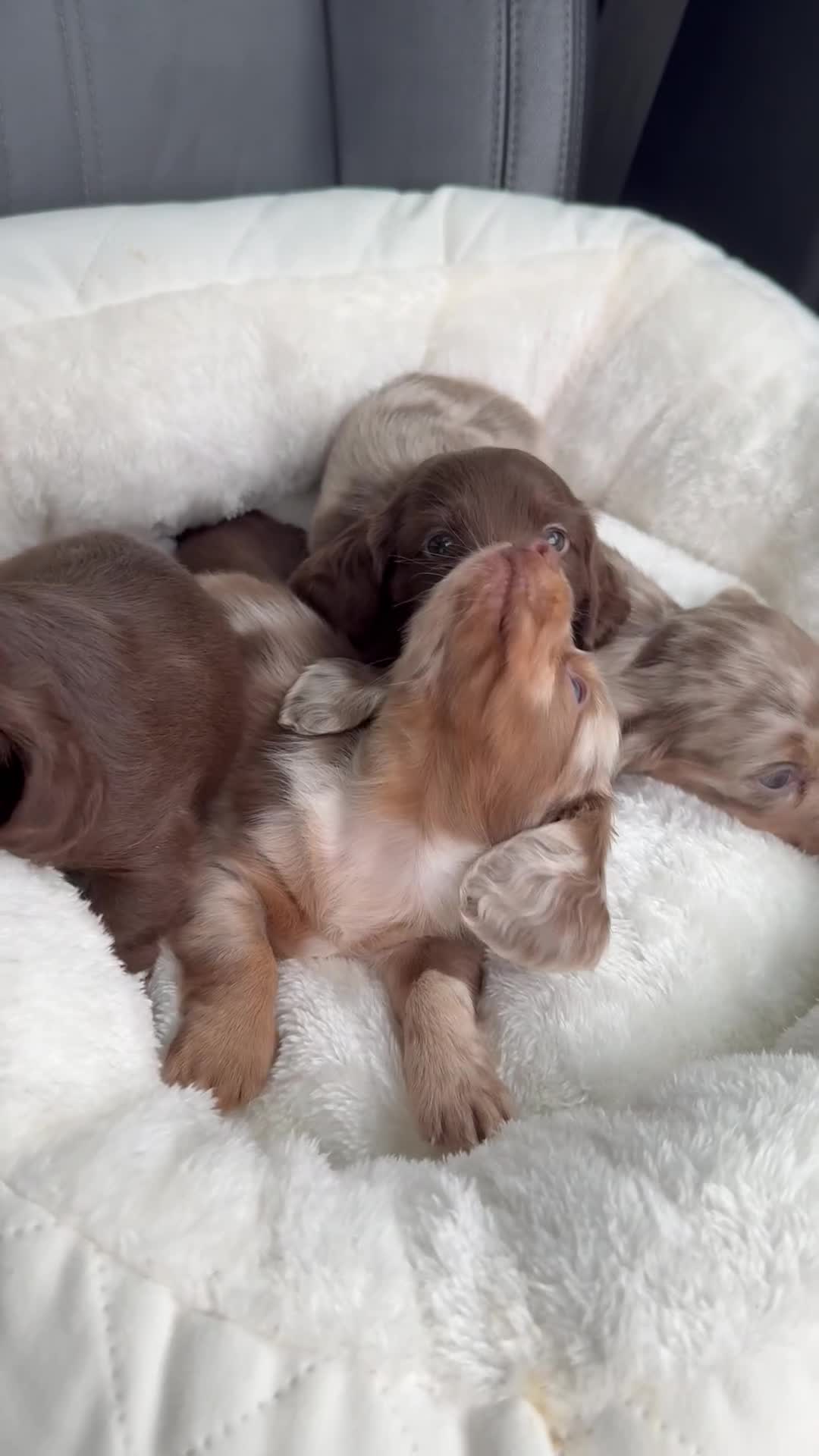 Miniature Dachshund dogs for sale: Isabella-choco long&short hair miniature dachshund - Video 3