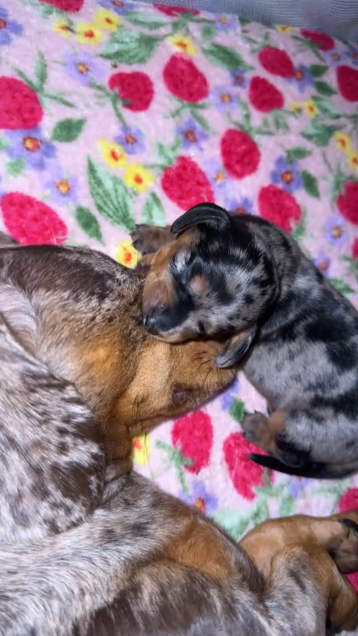 Miniature Dachshund dogs for sale: ❤️ Silver Black & Tan Dapple Dachshund Pups ❤️ - Video 1