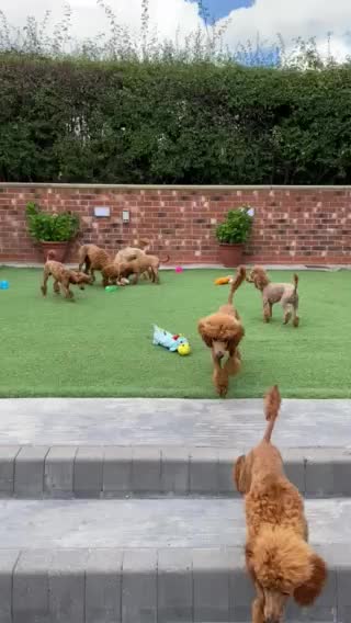 Toy Poodle dogs for stud: Donnajays professional service in Stafford - Video 2