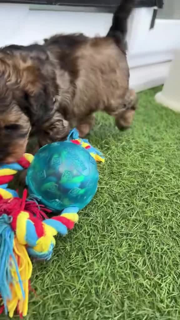 Cavapoo dogs for sale: Stunning toy-Cavapoo fully DNA tested parent   - Video 2