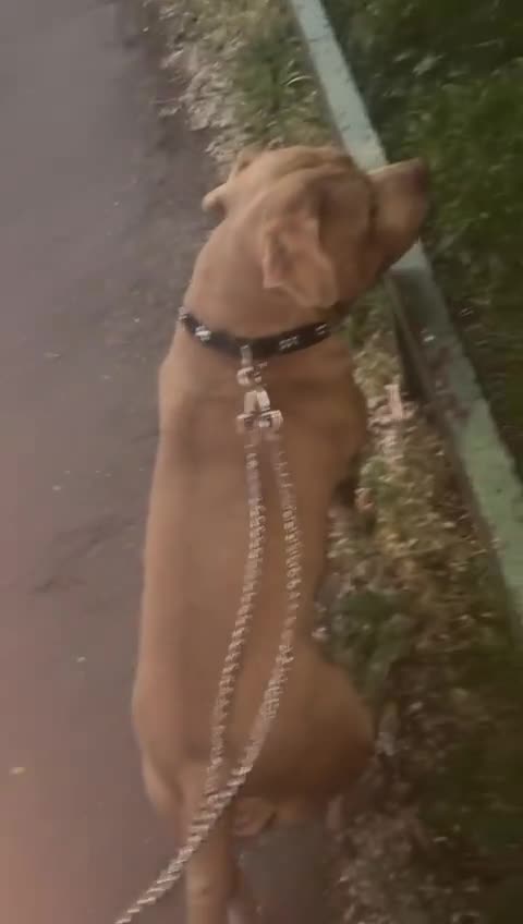 American Bully dogs for sale: American Bully Looking for a New Home ( read ad )  in London - Video 2