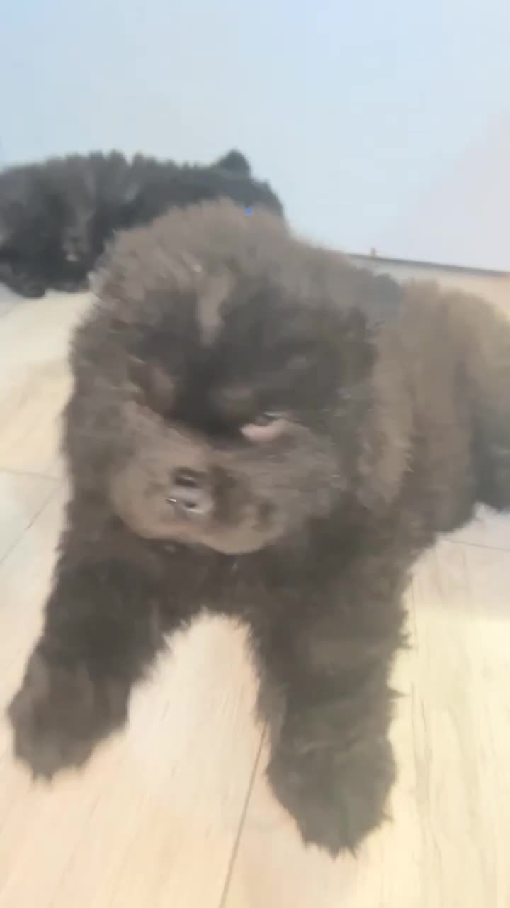 Chow Chow dogs for sale: Rough Coat Chow Chow Puppies in Peterborough - Video 1