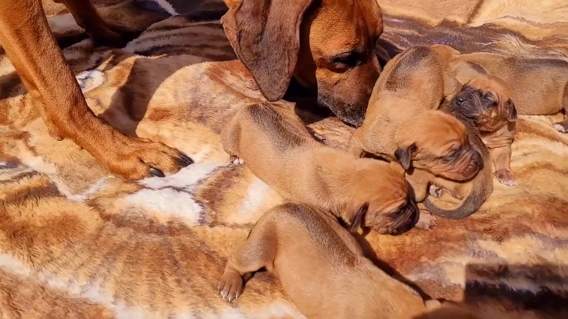 Rhodesian Ridgeback dogs for sale: KC OUTSTANDING PEDIGREE RHODESIAN RIDGEBACK  - Video 1