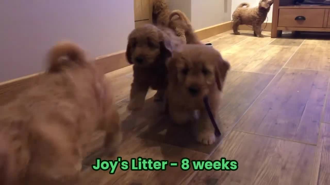 Goldendoodle dogs for sale: F1 Miniature Goldendoodle's 100% DNA Health-Tested - Video 1