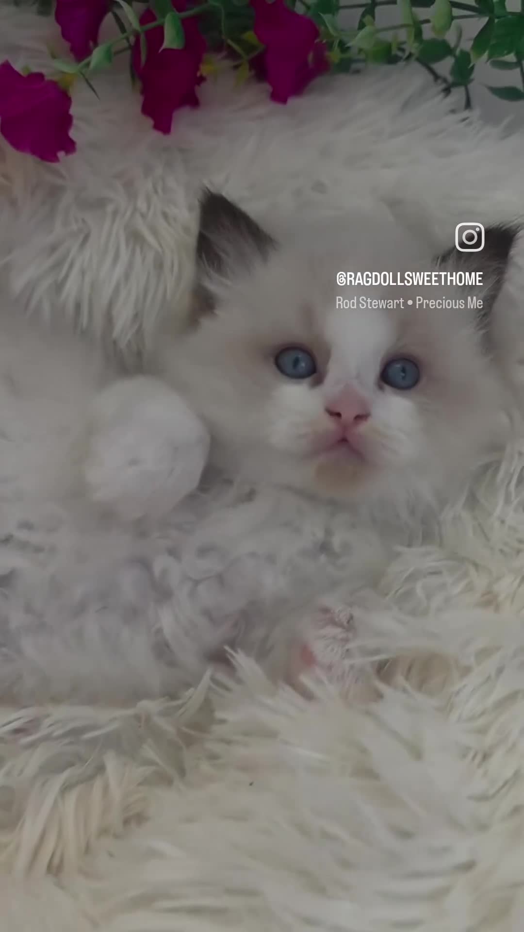 Ragdoll cats for sale: 💕GCCF registered ragdoll kittens💕 - Video 3