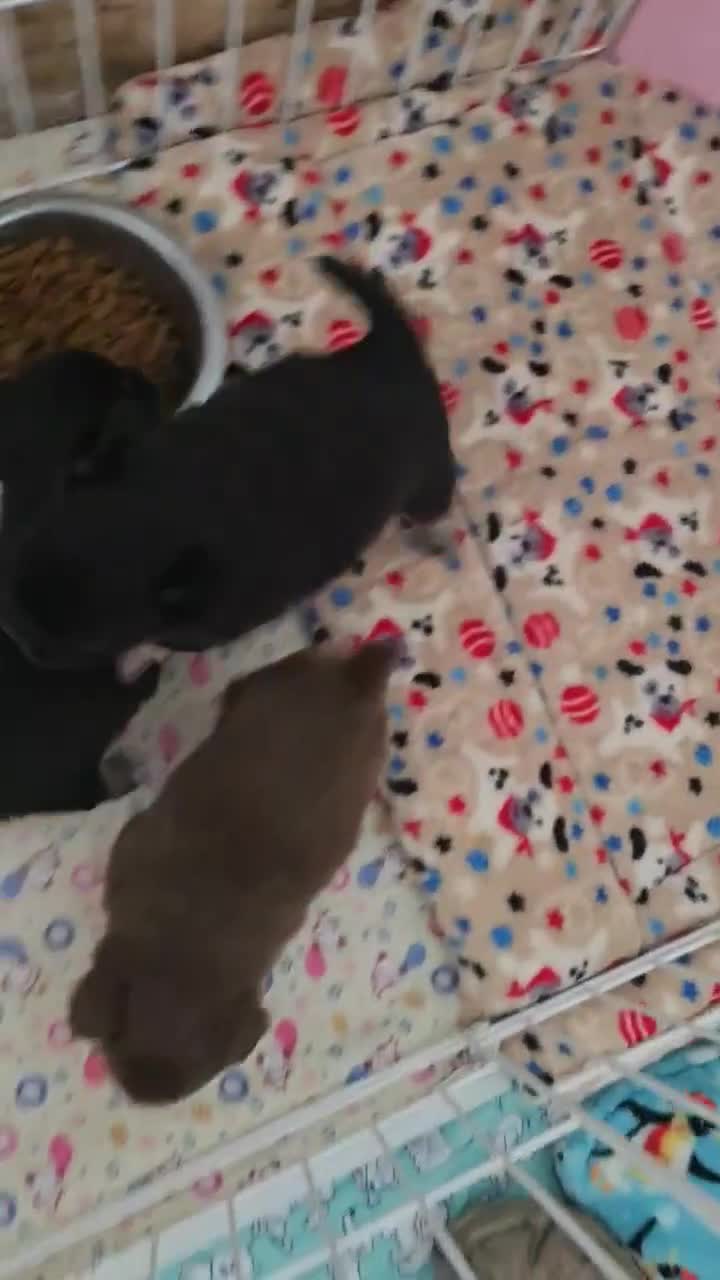 Chihuahua dogs for sale: 3 Adorable little princes chihuahua puppies - Video 5