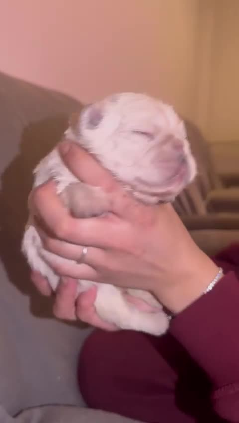 French Bulldog dogs for sale: ⭐️KC registered 2 WEEKS OLD litter of EA Husky⭐️ - Video 5