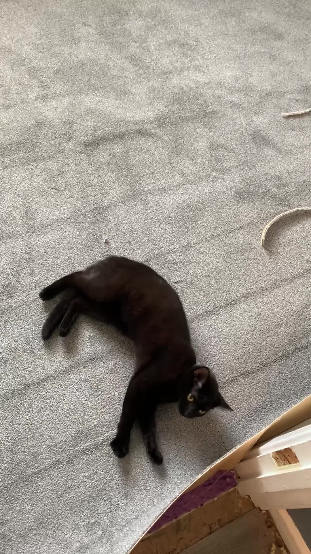 Mixed Breed cats for sale: Beautiful kitten for sale in Letchworth Garden City - Video 1