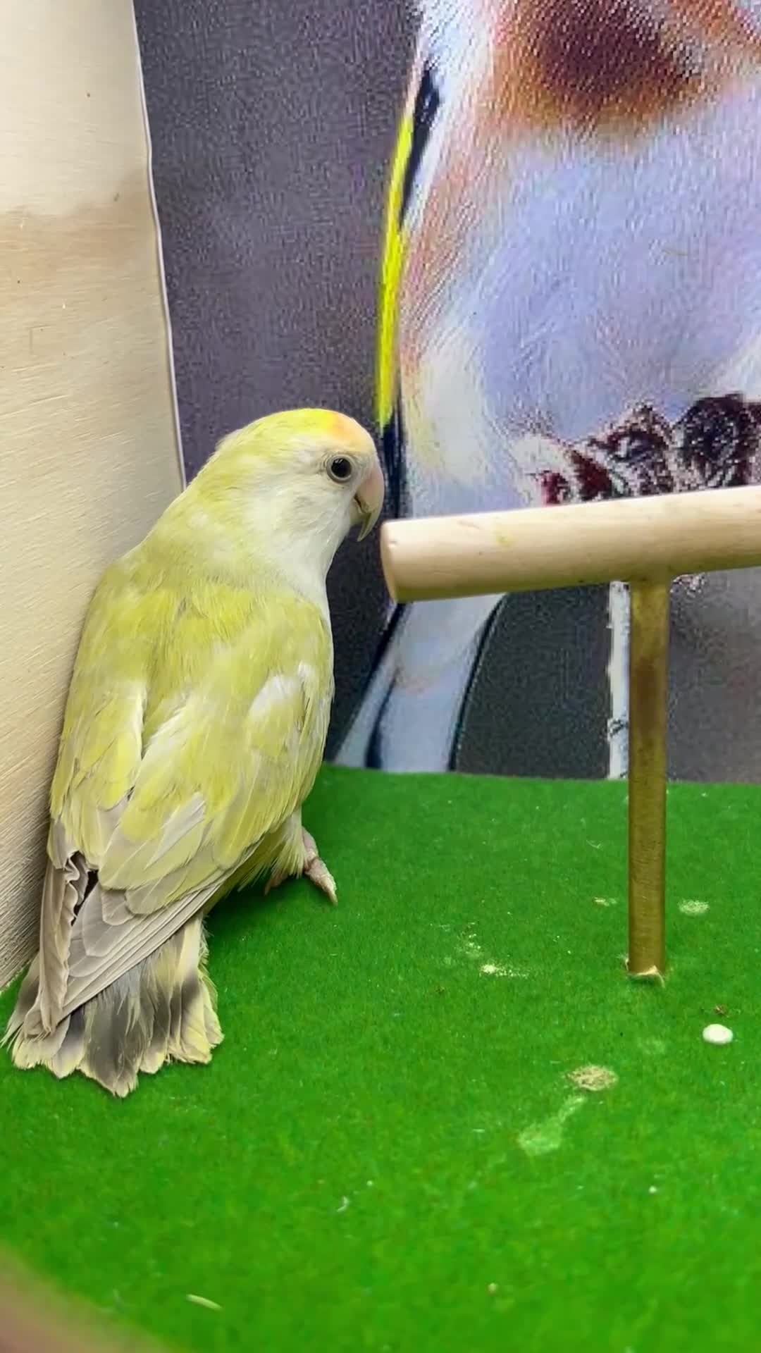 Lovebirds birds for sale: Love birds - Video 3