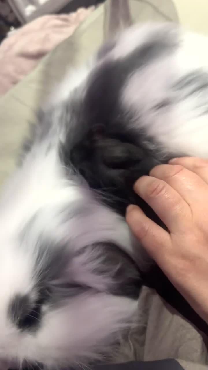 Hamster rodents for sale: Male/female hamster  - Video 4