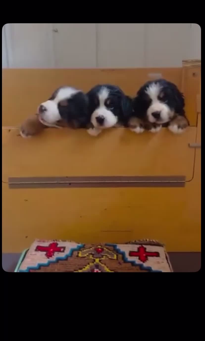 Bernese Mountain Dog dogs for sale: Cute Delighted  Bernese Mountain Puppies  in Folkestone - Video 2