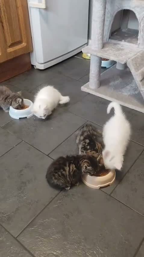 Mixed Breed cats for sale: 🐾 Beautiful Kittens Looking for Loving Homes! 🐾 in Birmingham - Video 1