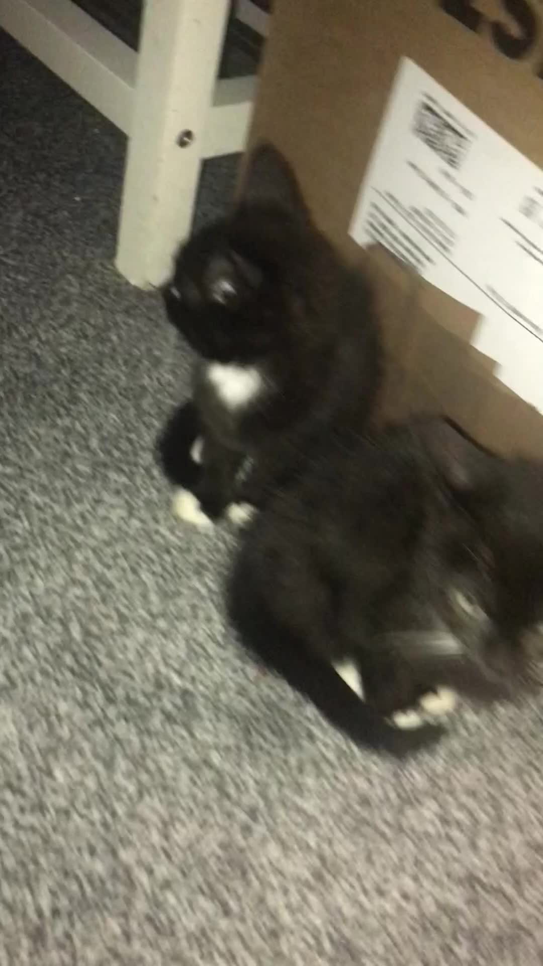 Mixed Breed cats for sale: 2 playful kittens looking for a loving home - Video 3