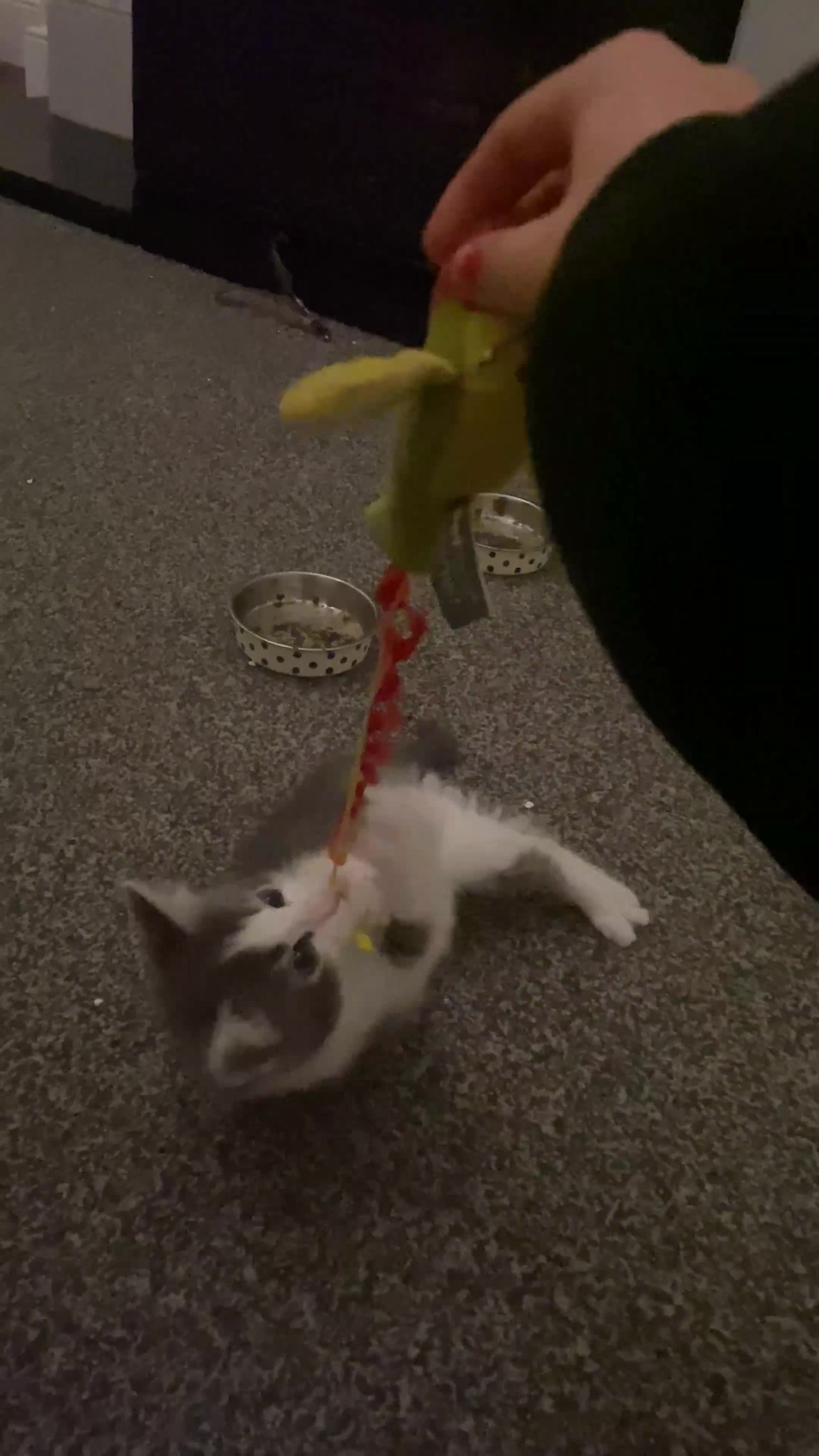 American Shorthair cats for sale: 2 girl kittens  - Video 2