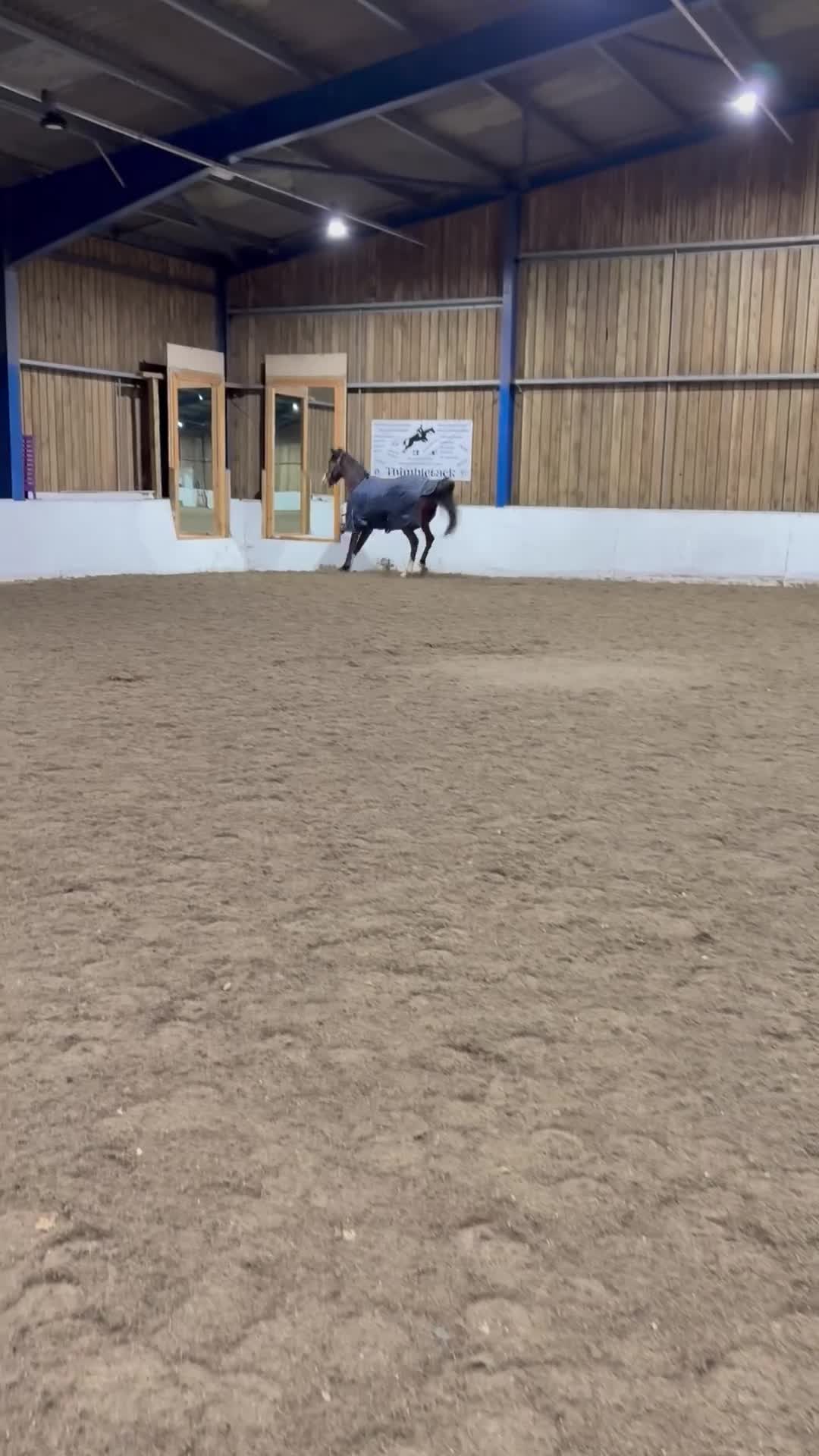 Irish Thoroughbred horses for sale: Beautiful 4 year old  - Video 1