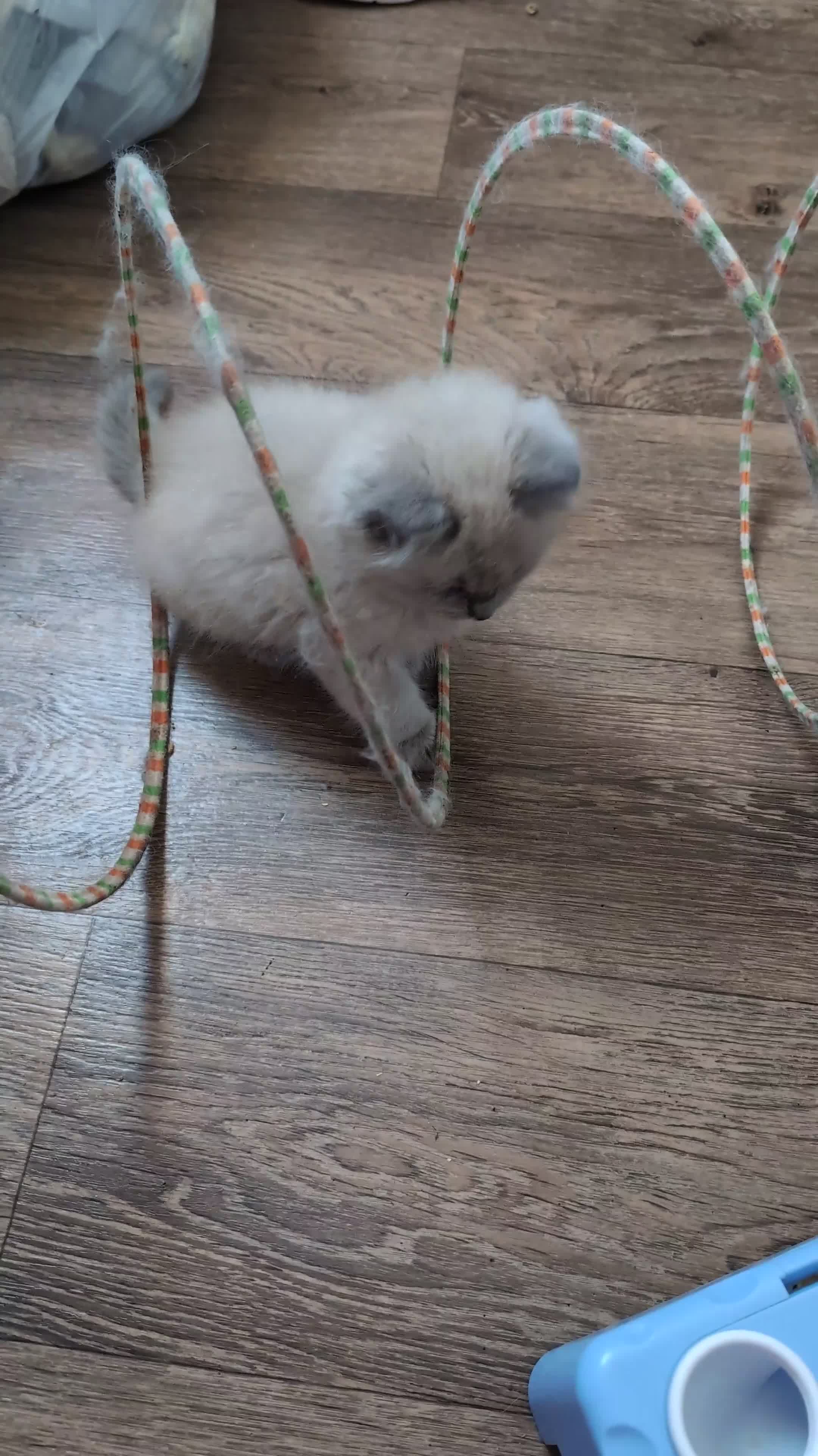Ragdoll cats for sale: Gorgeous Blue Mink Point Ragdoll Boy  in Dunfermline - Video 2