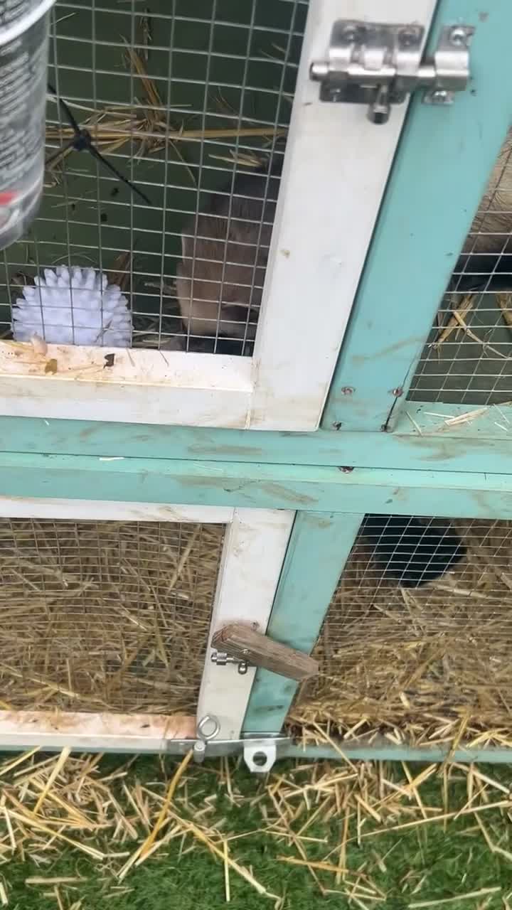 Ferret rodents for sale: Beautiful girl ferrets  in Ashford - Video 1