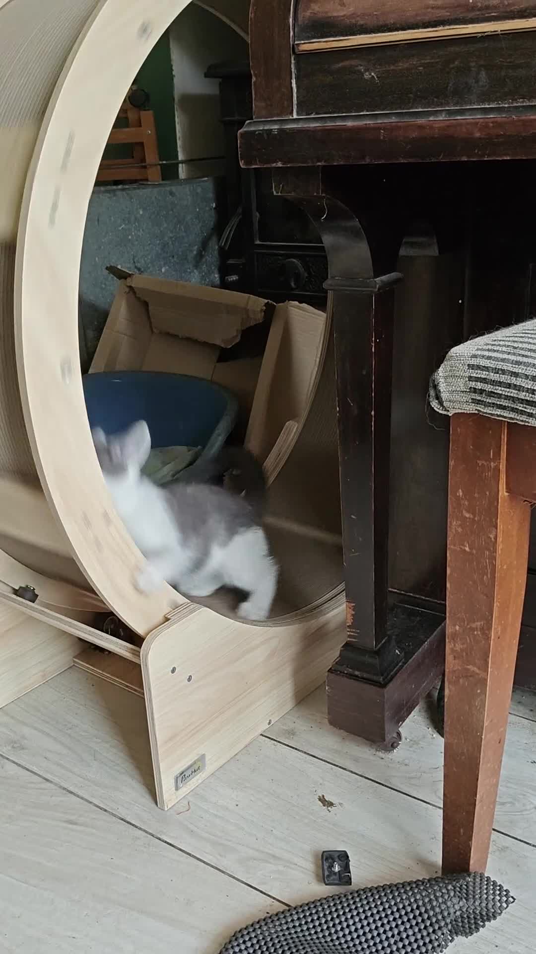 Mixed Breed cats for sale: Last 3 Gorgeous kittens ready to go now - Video 1