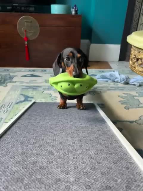 Dachshund dogs for stud: Malcolm - Video 2