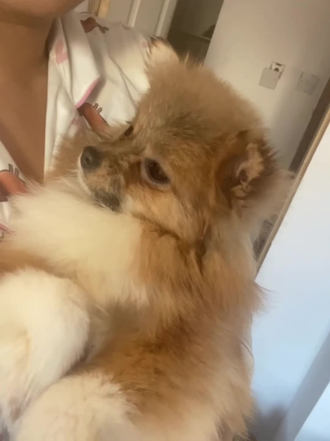Pomeranian dogs for sale: 9 month old Pomeranian adorably happy  - Video 1