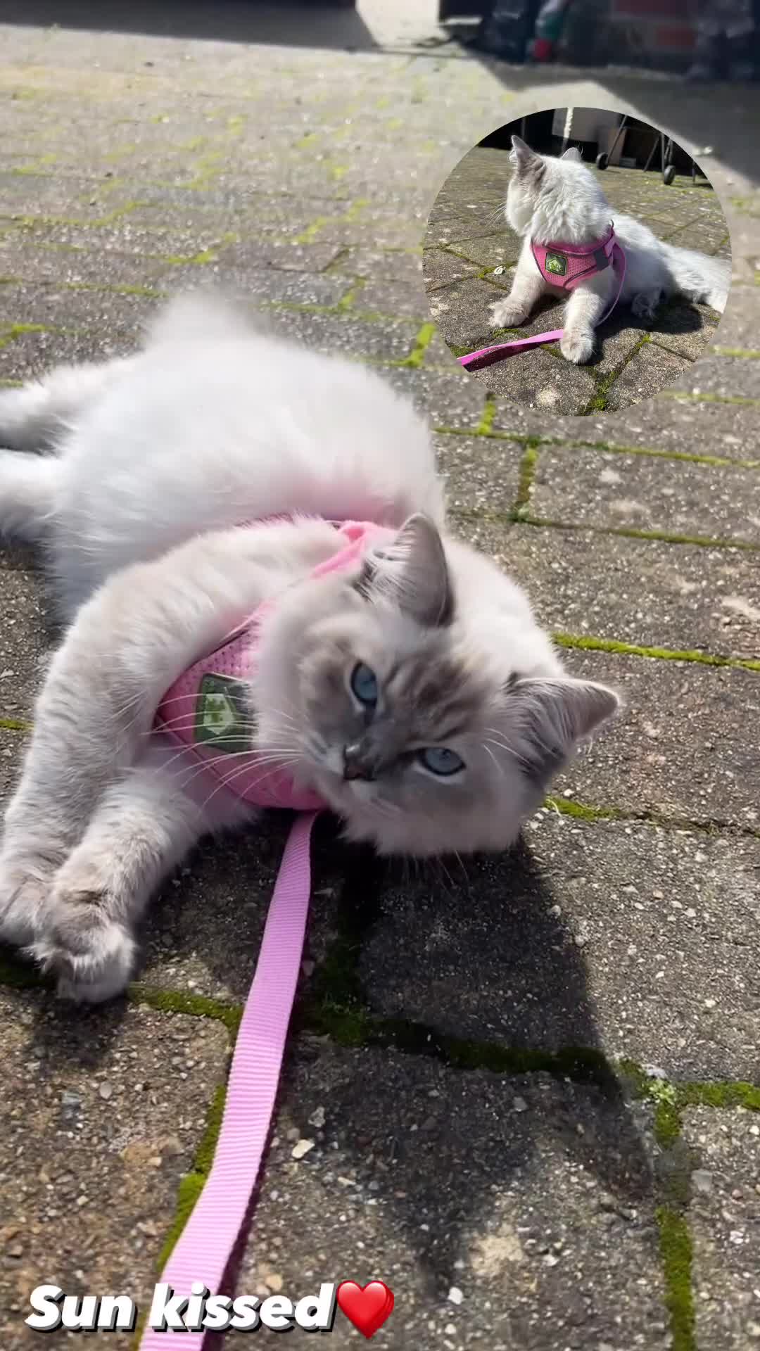 Ragdoll cats for sale: Beautiful ragdoll kittens ready middle of May 🐈 - Video 3