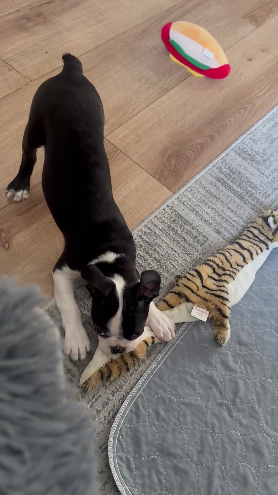 Boston Terrier dogs for sale: Boston Terrier KC Reg 1 Girl ready to go 1950  - Video 4