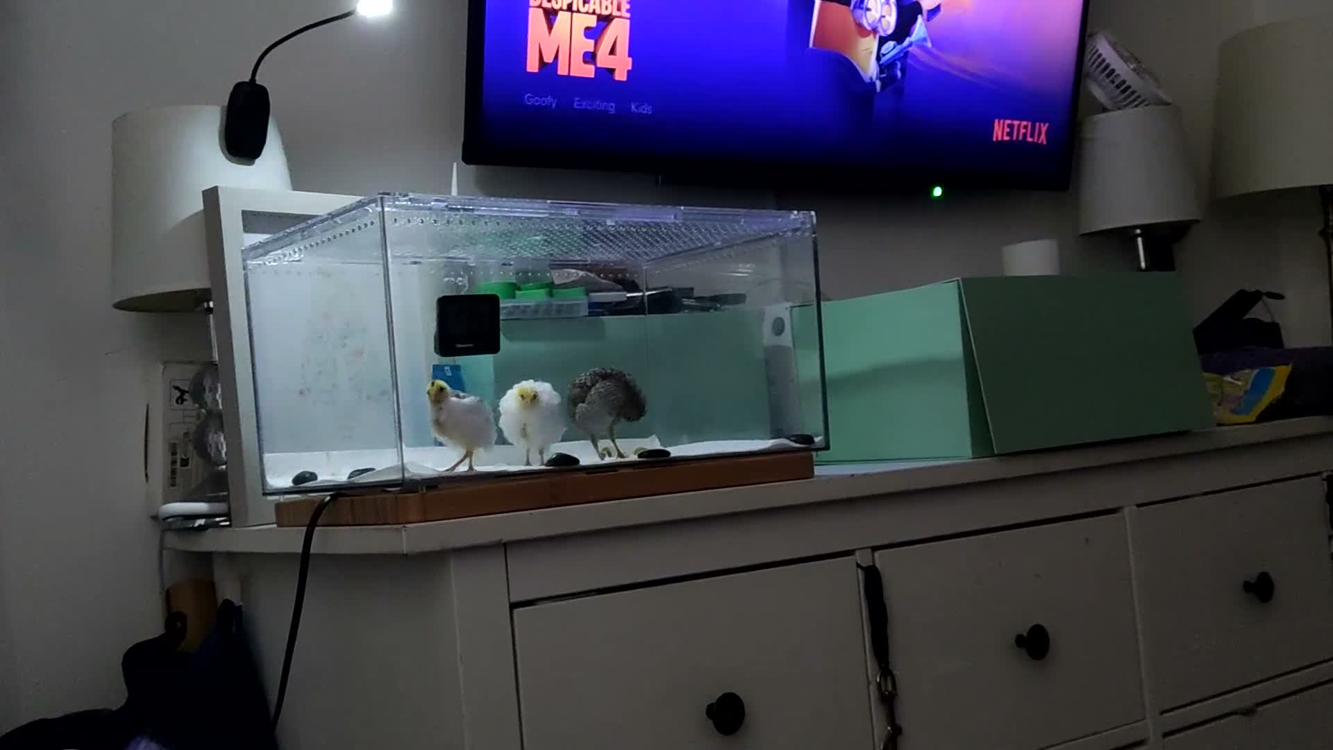 Mixed Breed birds for sale: Button Quail Chicks  - Video 1