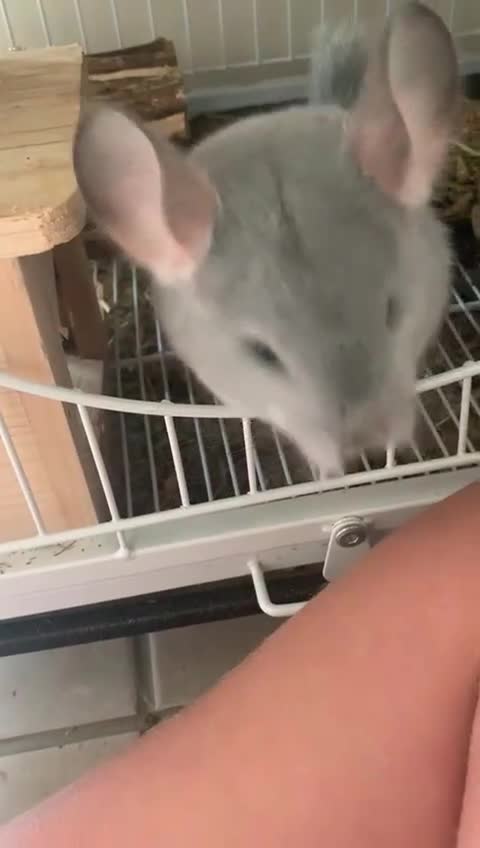 Chinchilla rodents for sale: 2 female chinchillas blue diamond beige with cage  - Video 1