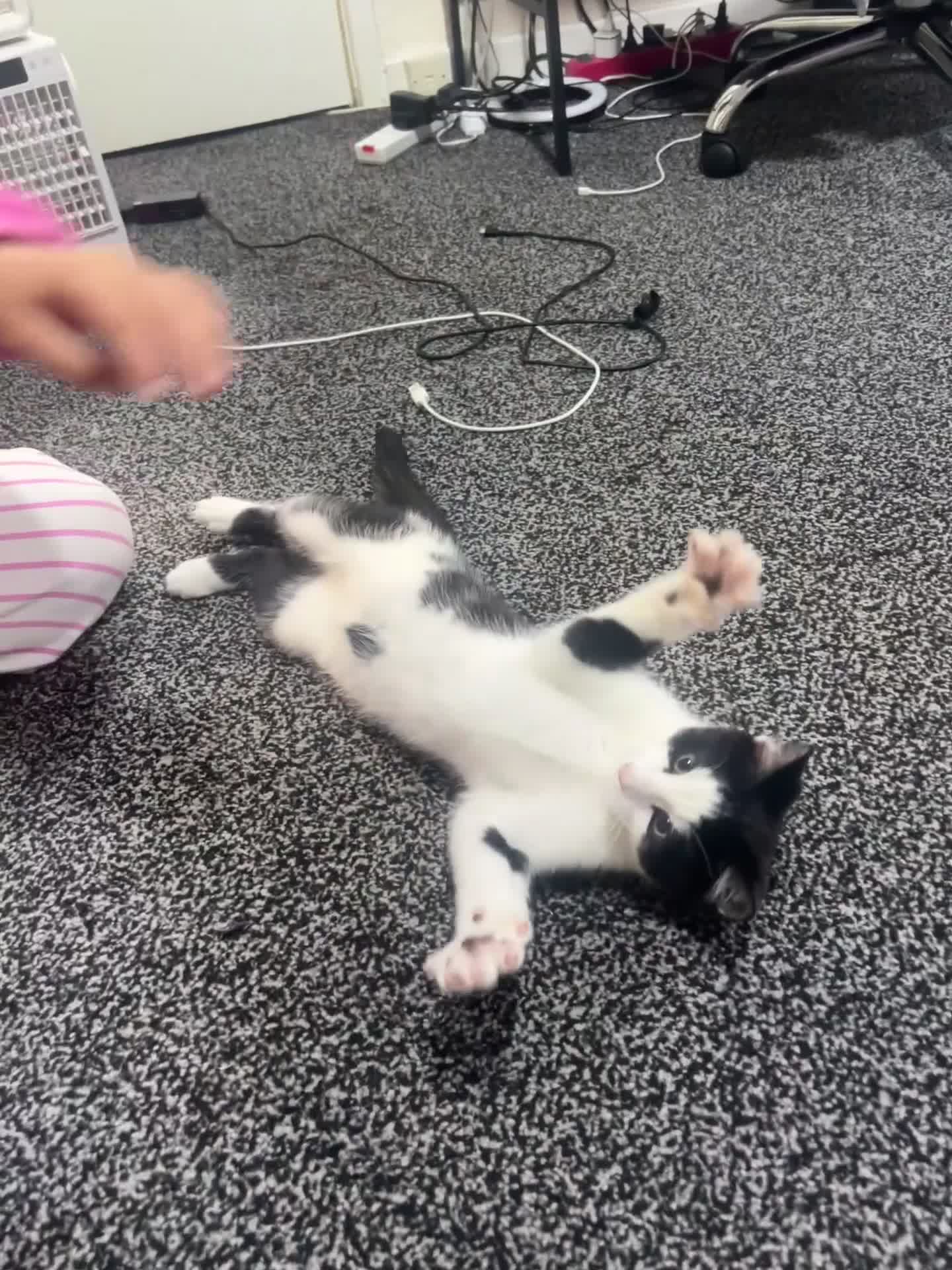 British Longhair cats for sale: We are a bonded pair looking for our forever home! - Video 1