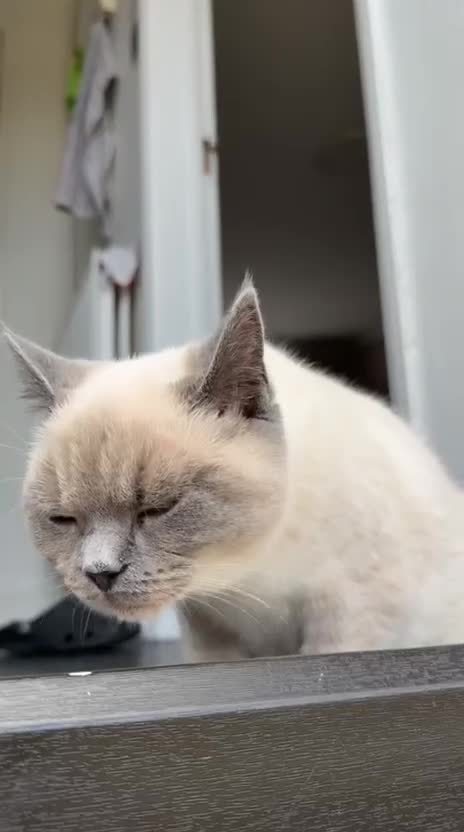 British Shorthair cats for sale: British short hair cat- blue  - Video 1