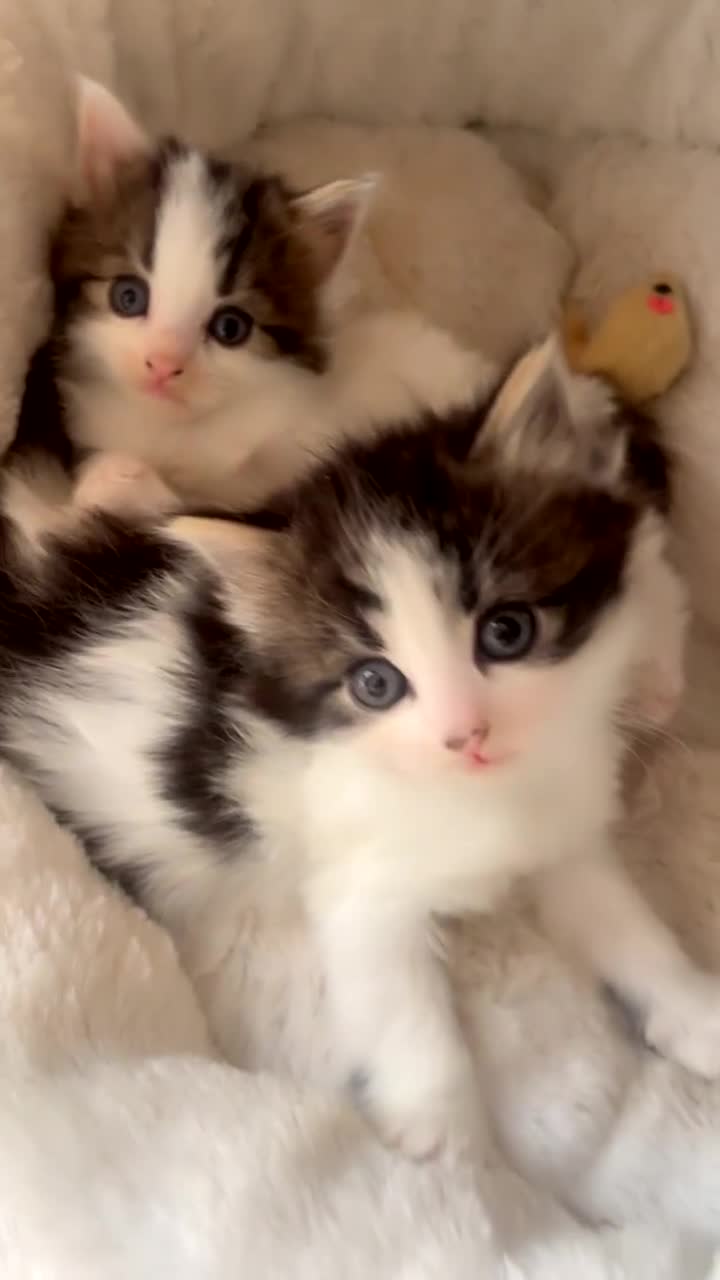 Mixed Breed cats for sale: Domestic mixed breed lil divas  - Video 5