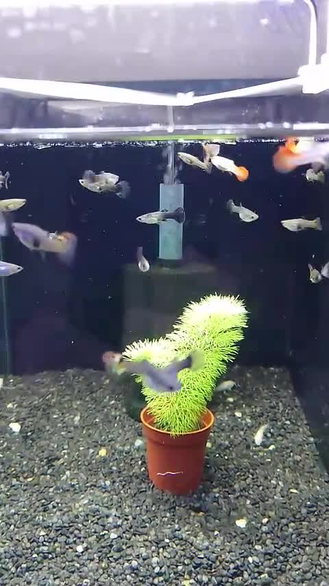 Live Bearers fish for sale: Quality Guppies, Platys, Swords, Mollies, Corys - Video 2
