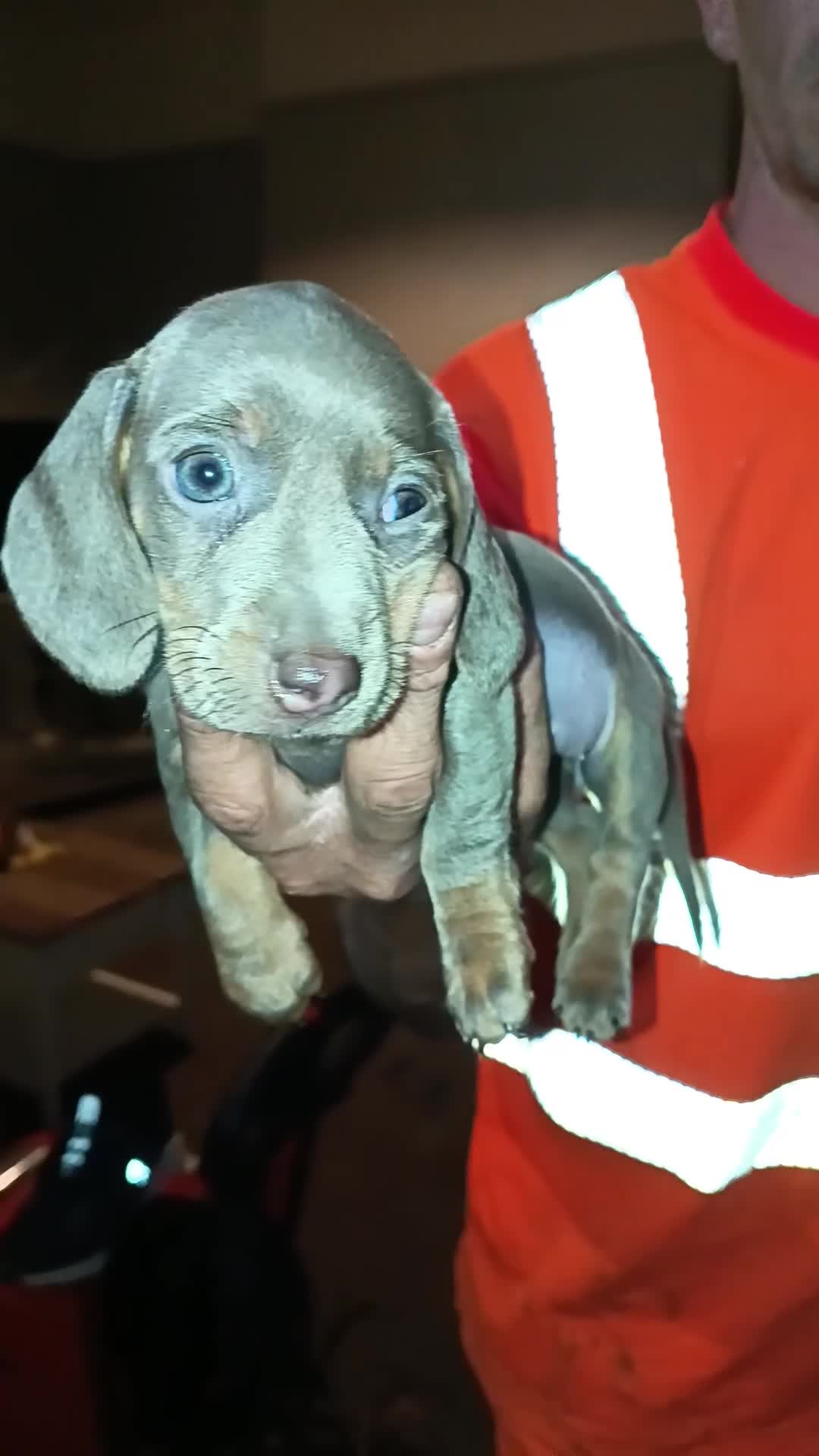 Dachshund dogs for sale: The most adorable daschund  in Liverpool - Video 1