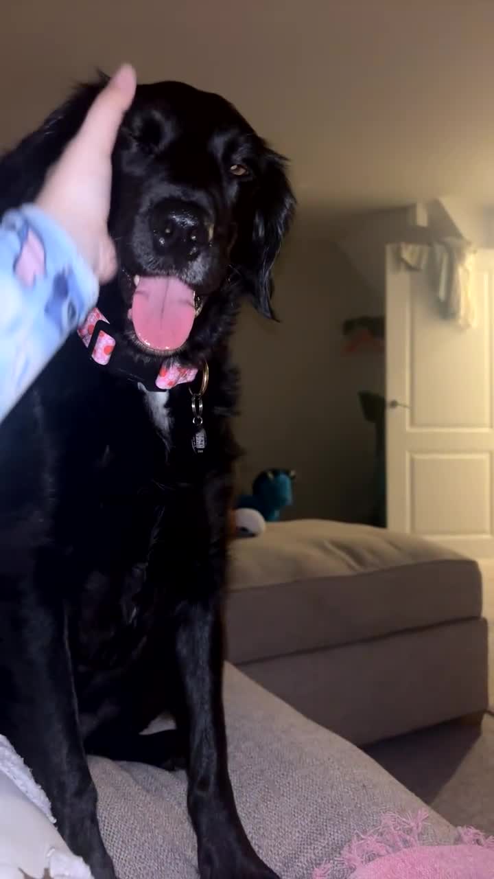 Sprollie dogs for sale: Female Sprollie - Video 1