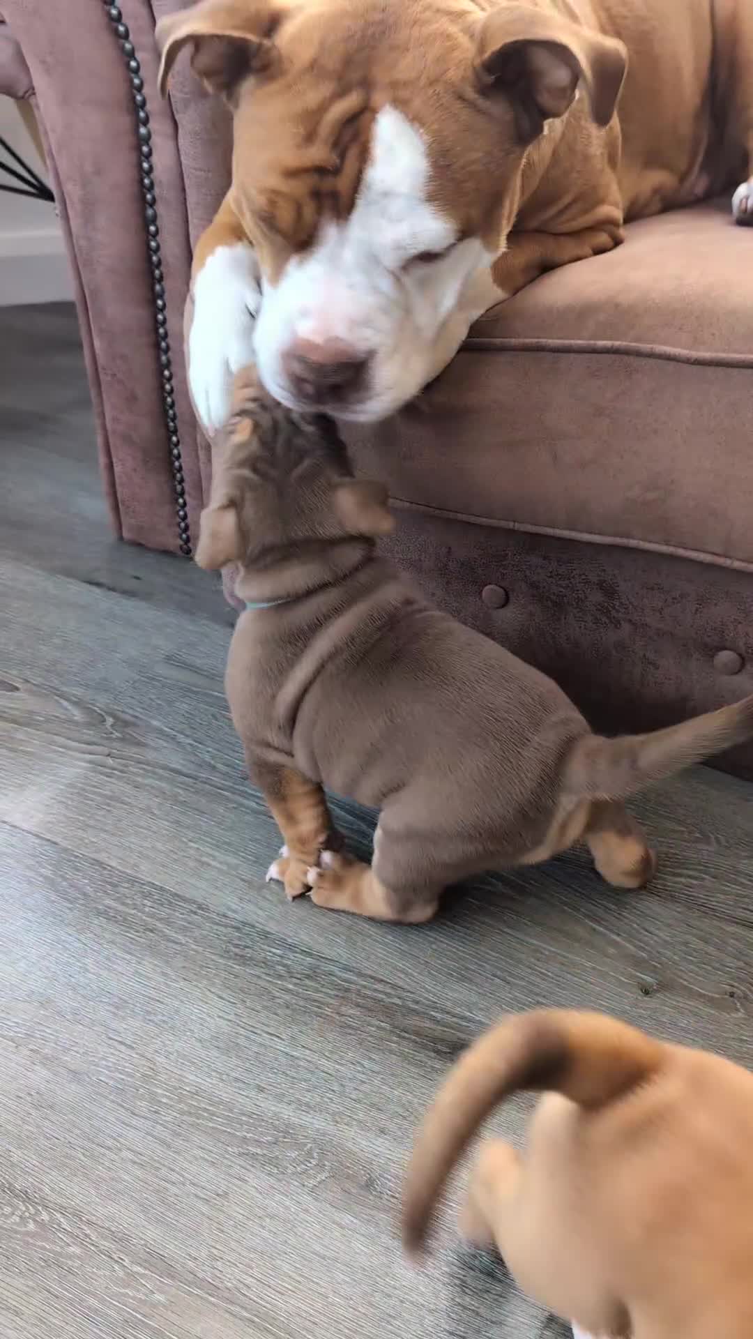 Olde English Bulldogge dogs for sale: READY NEXT WEEK! - OEB Puppies NEBBR ✅ 3rd Gen - Video 3