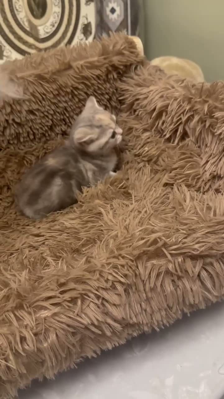 British Shorthair cats for sale: Stunning furr baby 😻 - Video 1