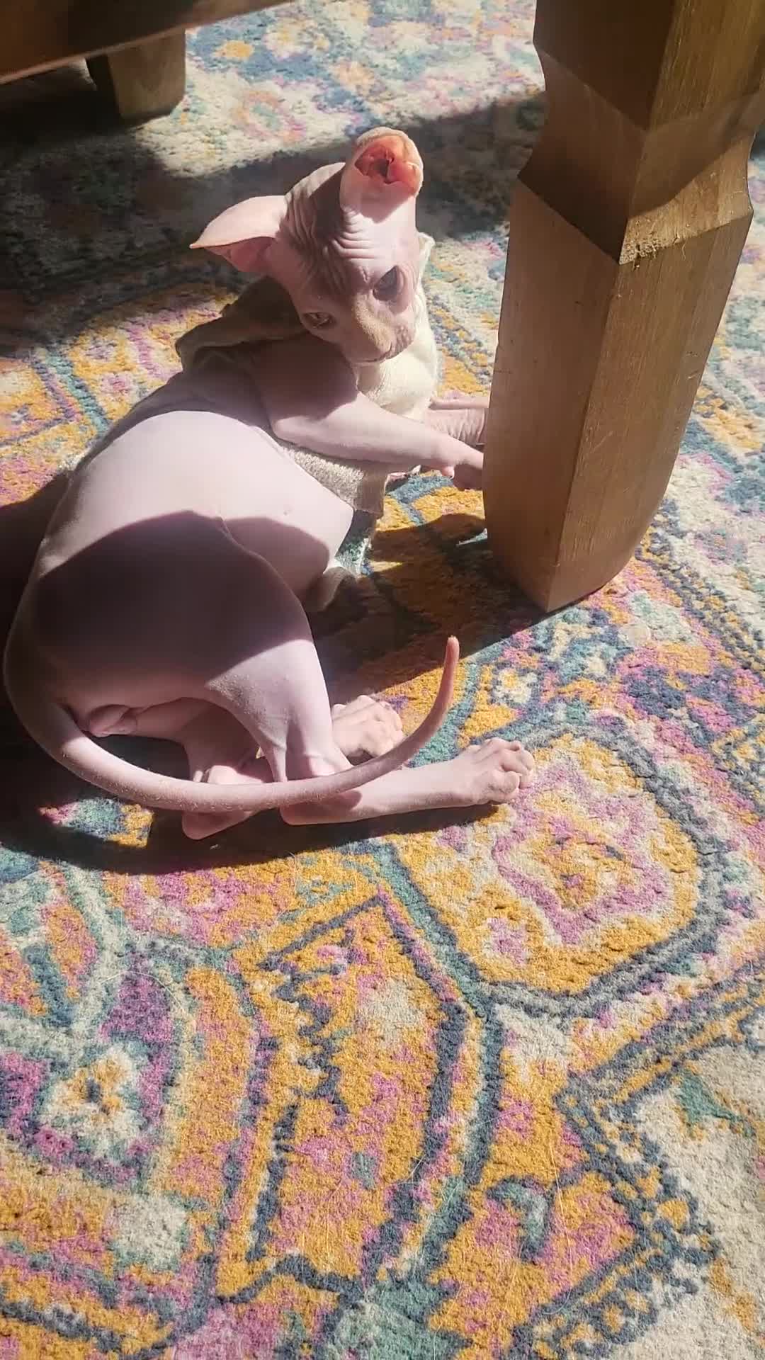 Sphynx cats for sale: Last Canadian sphynx looking for a loving home  - Video 1