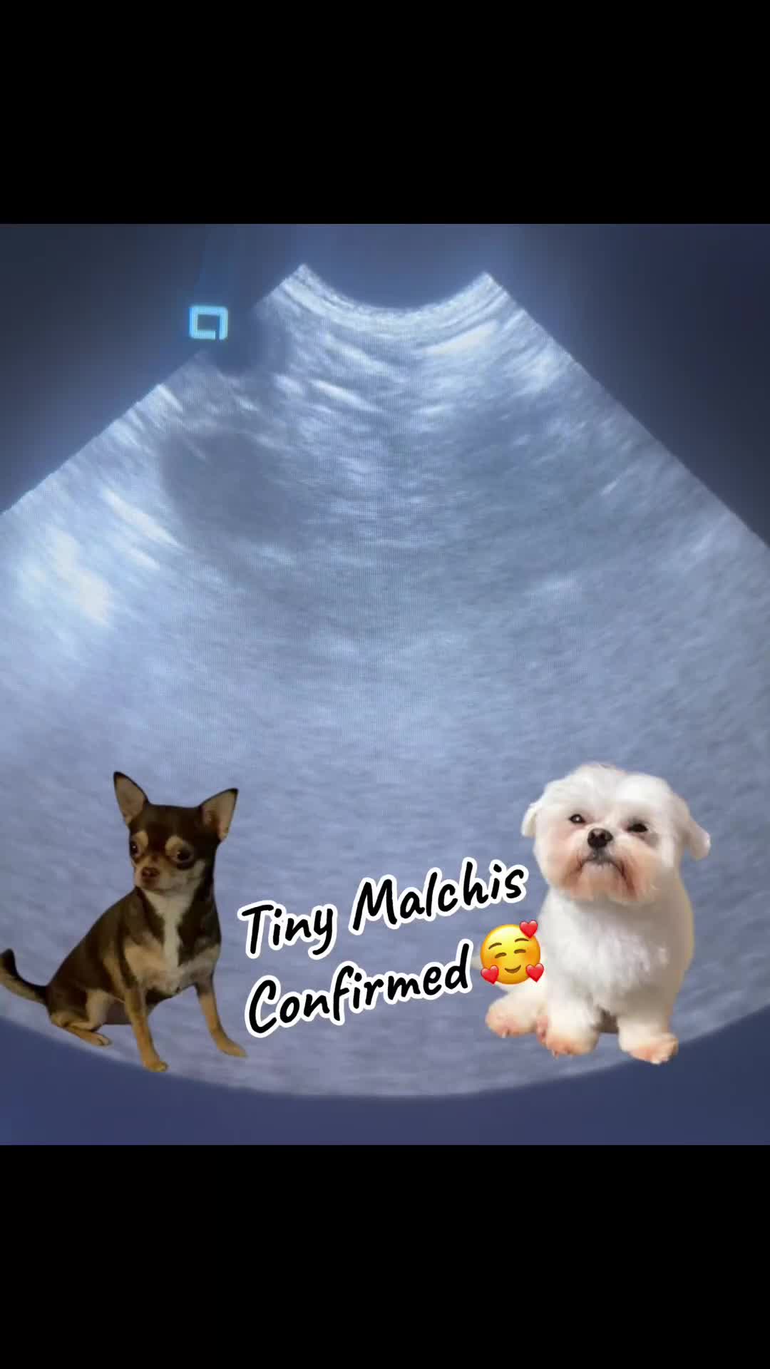 Mixed Breed dogs for sale: Waiting list open for outstanding Tiny Malchis  - Video 1