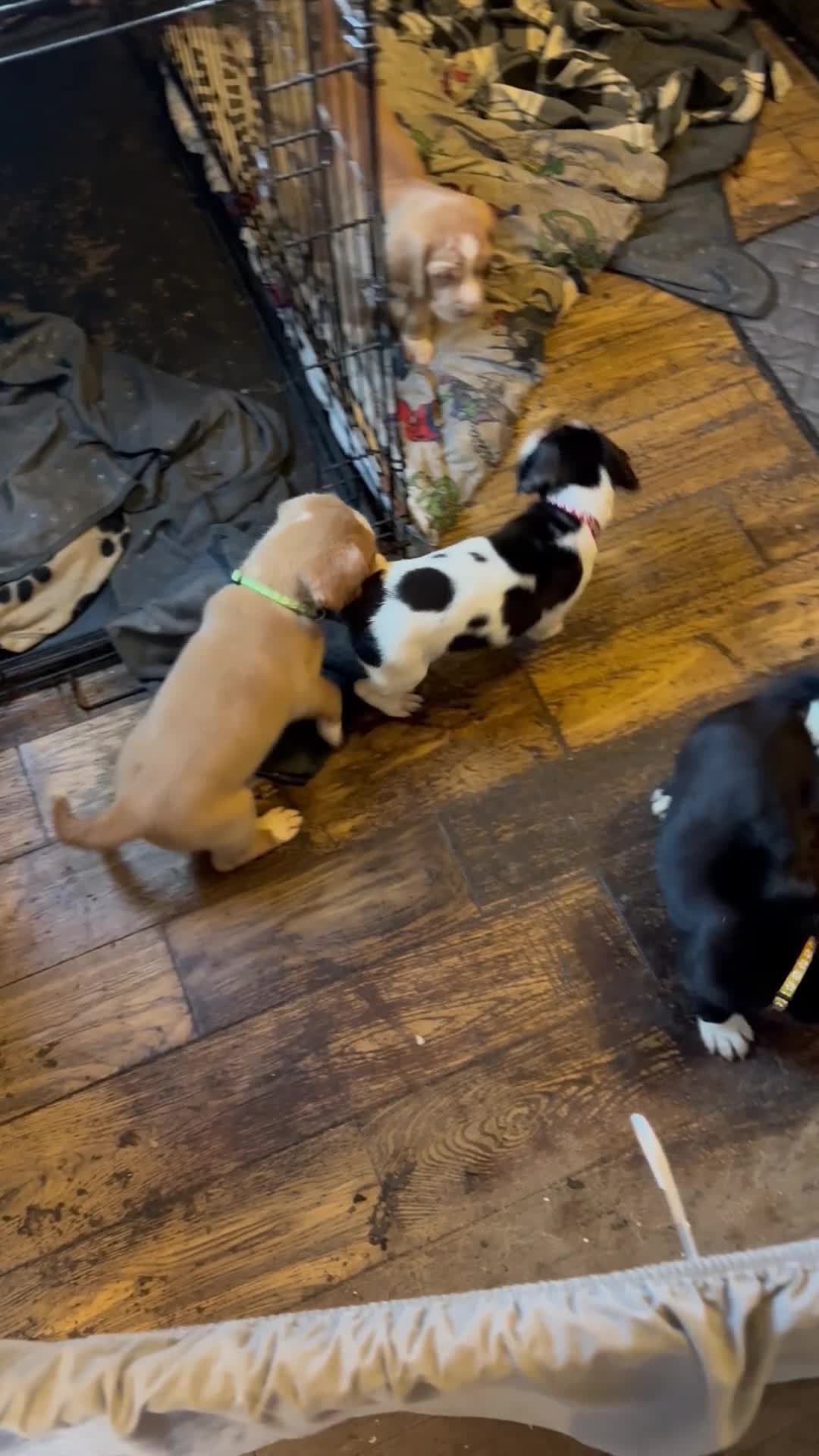 Mixed Breed dogs for sale: Speagle (springer spaniel and beagle - Video 2