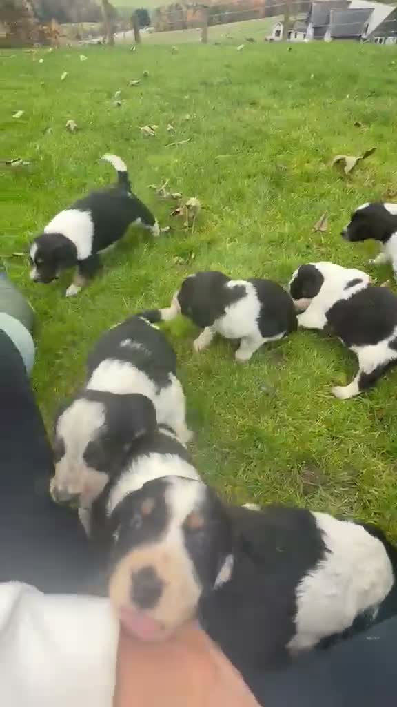 Mixed Breed dogs for sale: Collie X cocker puppies - Video 1