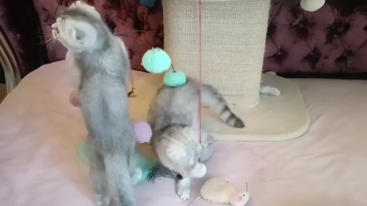 British Shorthair cats for sale: Gorgeous kittens for sale  - Video 3
